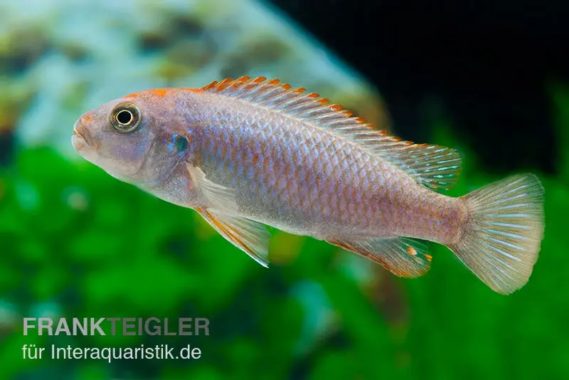 Incubateur buccal à front rouge, Pseudotropheus perspicax NDUMBI RED TOP, 4-5 cm