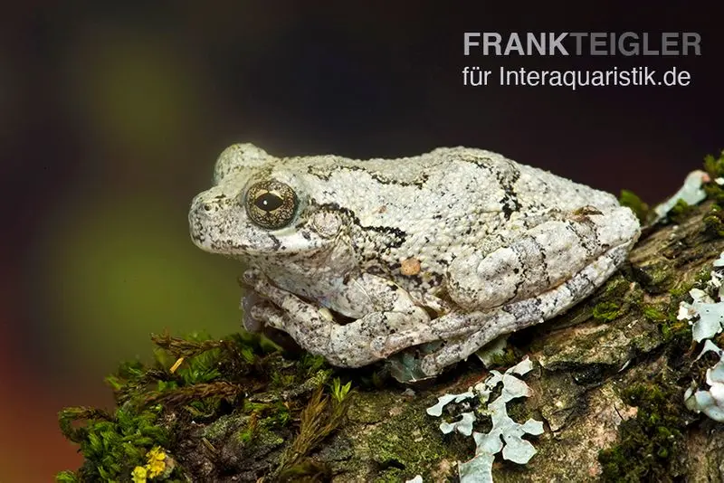 Rainette marbrée, Hyla marmorata
