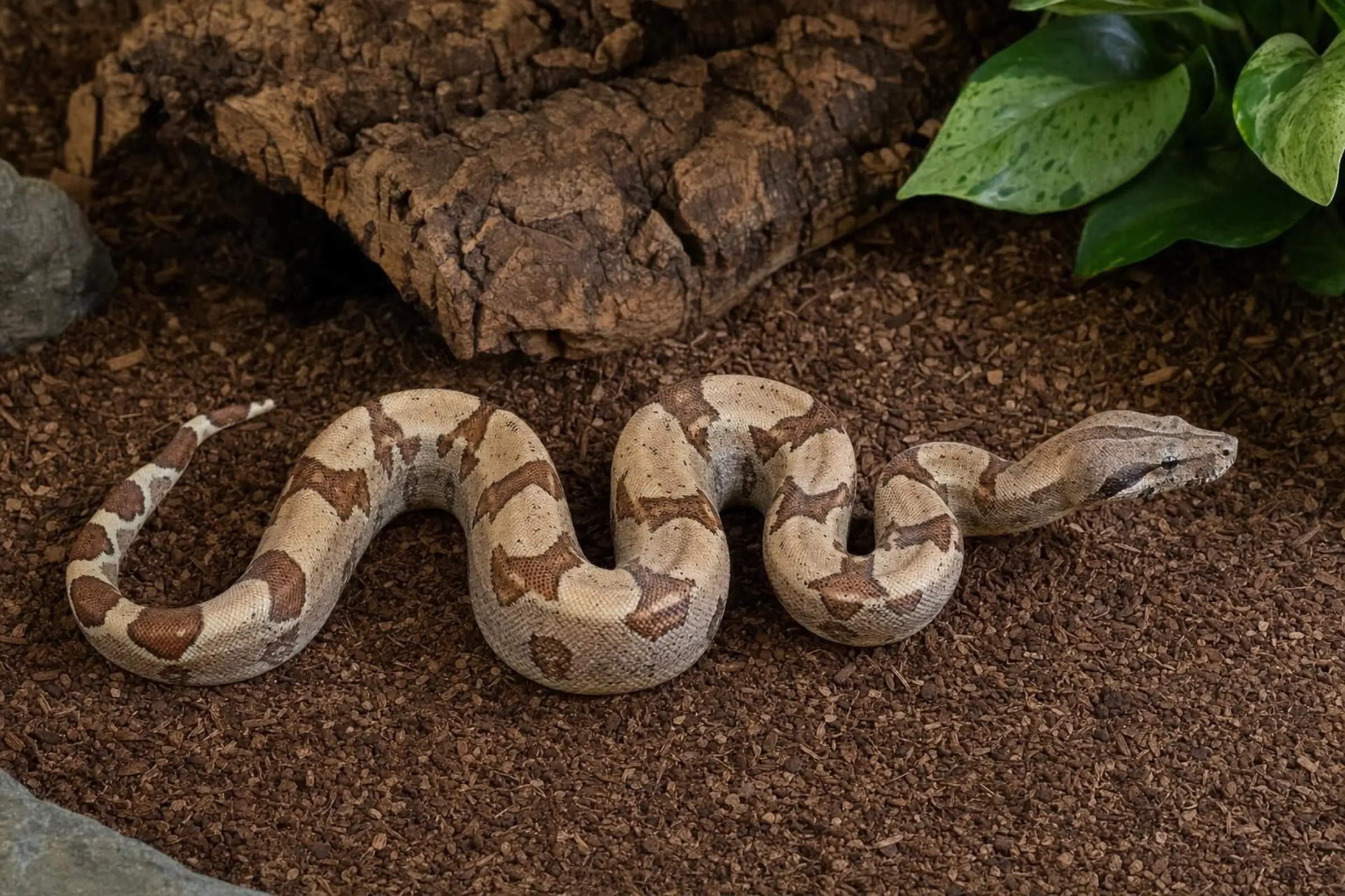 Boa hypo, Boa constrictor