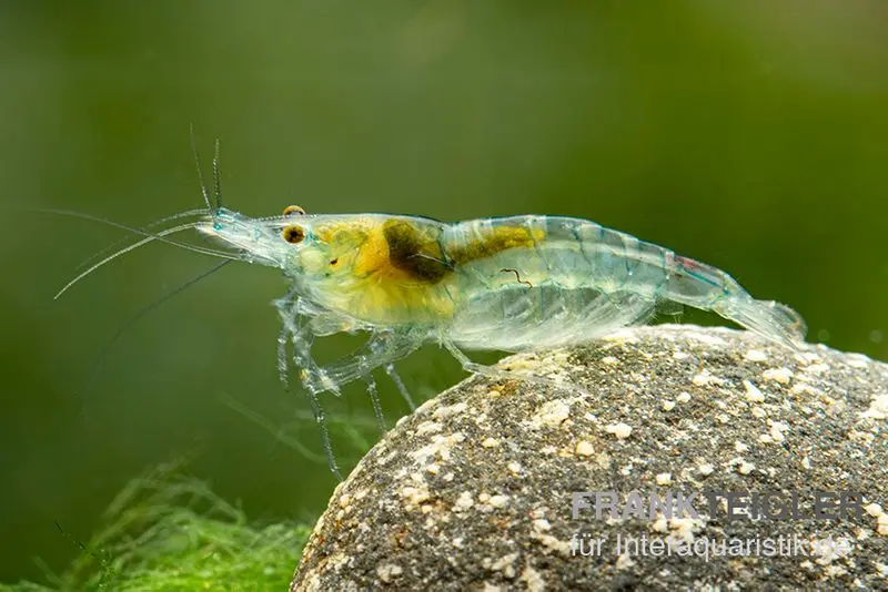 Crevette Green Jelly, Neocaridina davidi « Green Jelly »