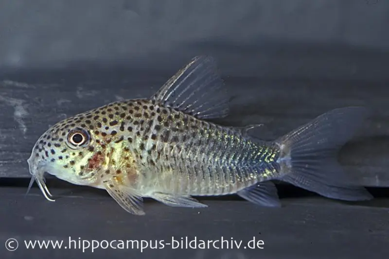 Corydoras violet, Corydoras similis