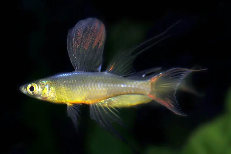 Poisson arc-en-ciel splendide, Iriatherina werneri