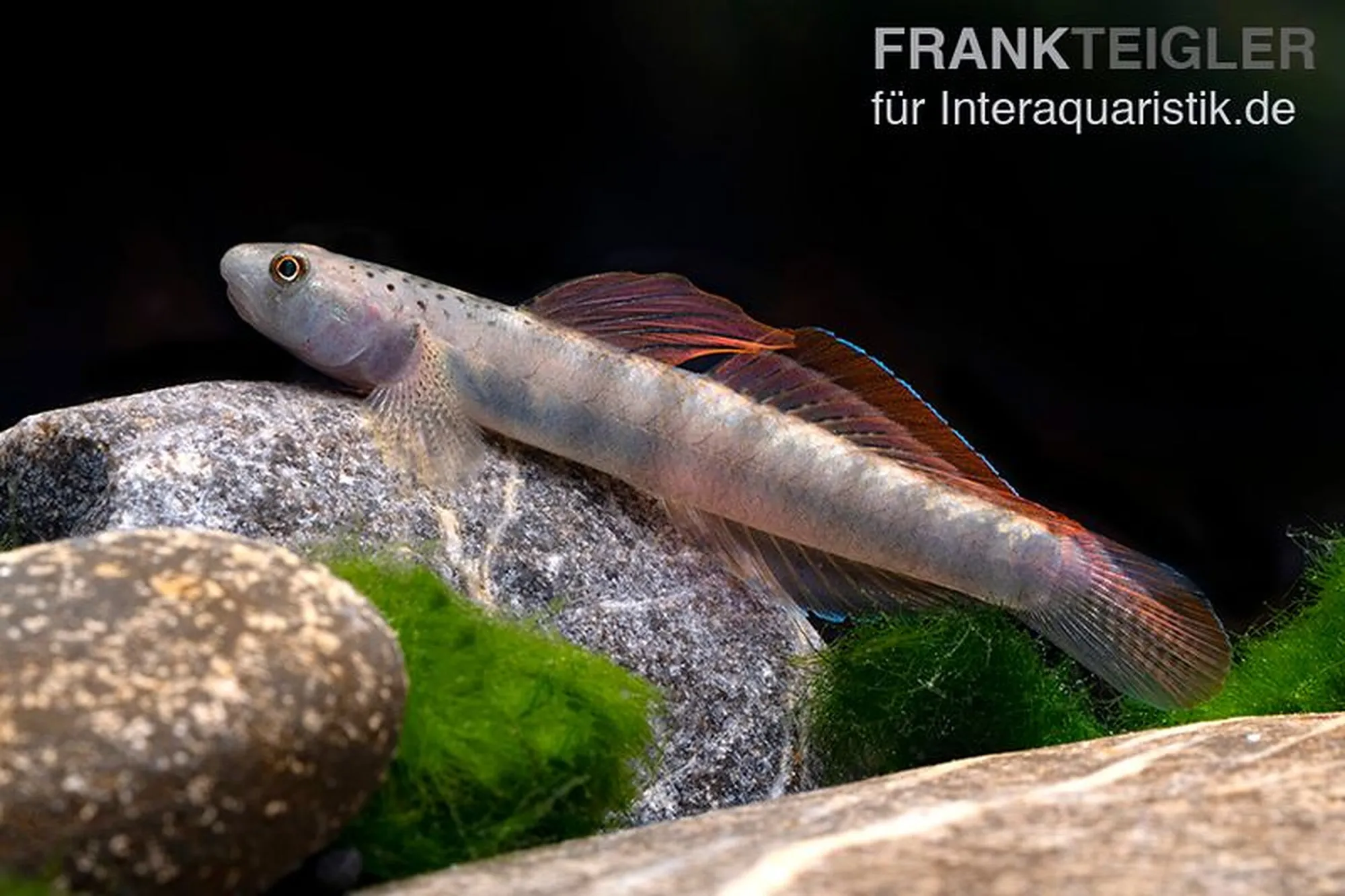 Gobie à nageoires orange, Stiphodon maculidorsalis, 1 couple, 5-6 cm
