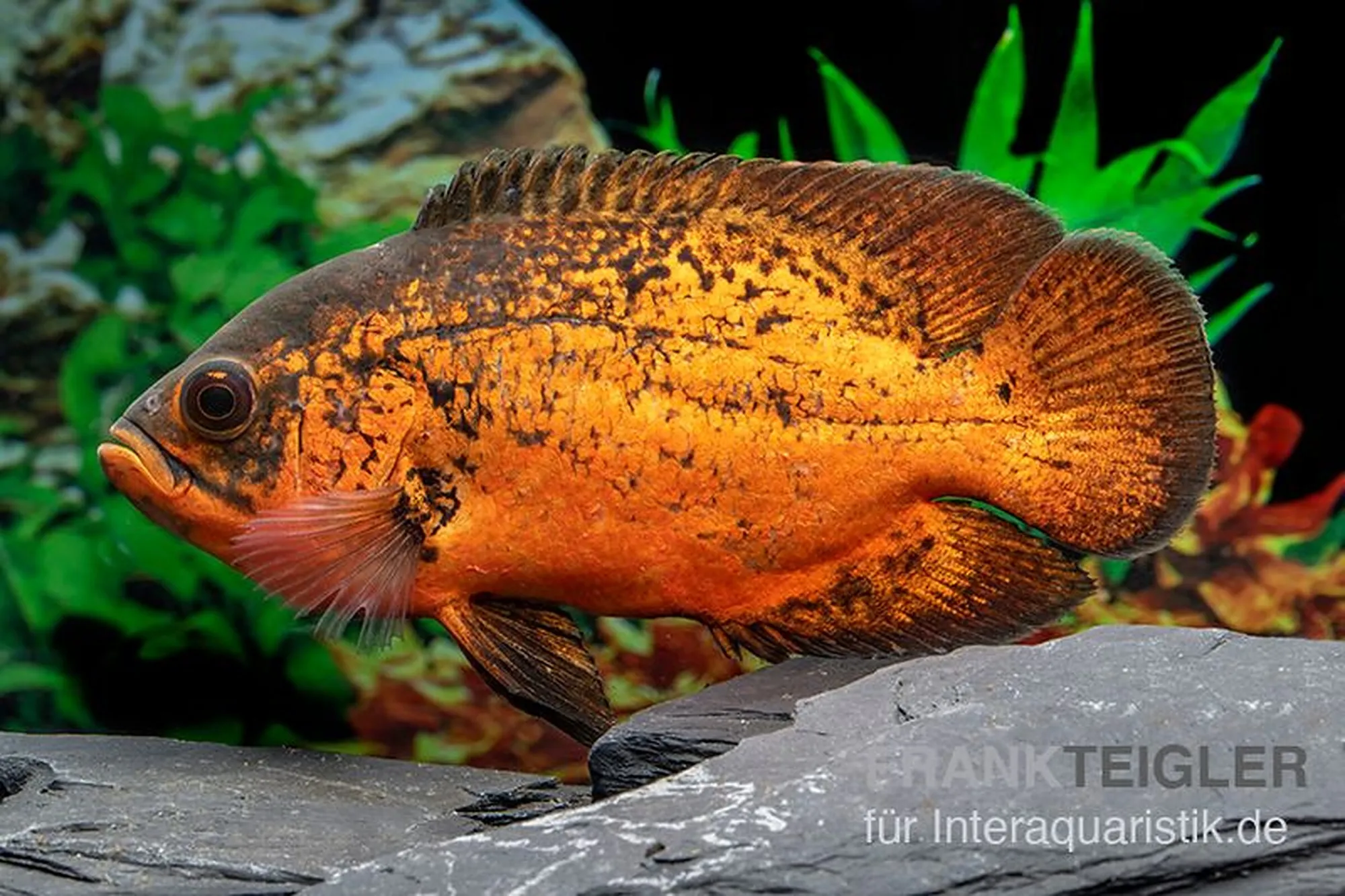 Cichlidé Oscar « Smooth Red », Astronotus ocellatus « Smooth Red », 15 cm