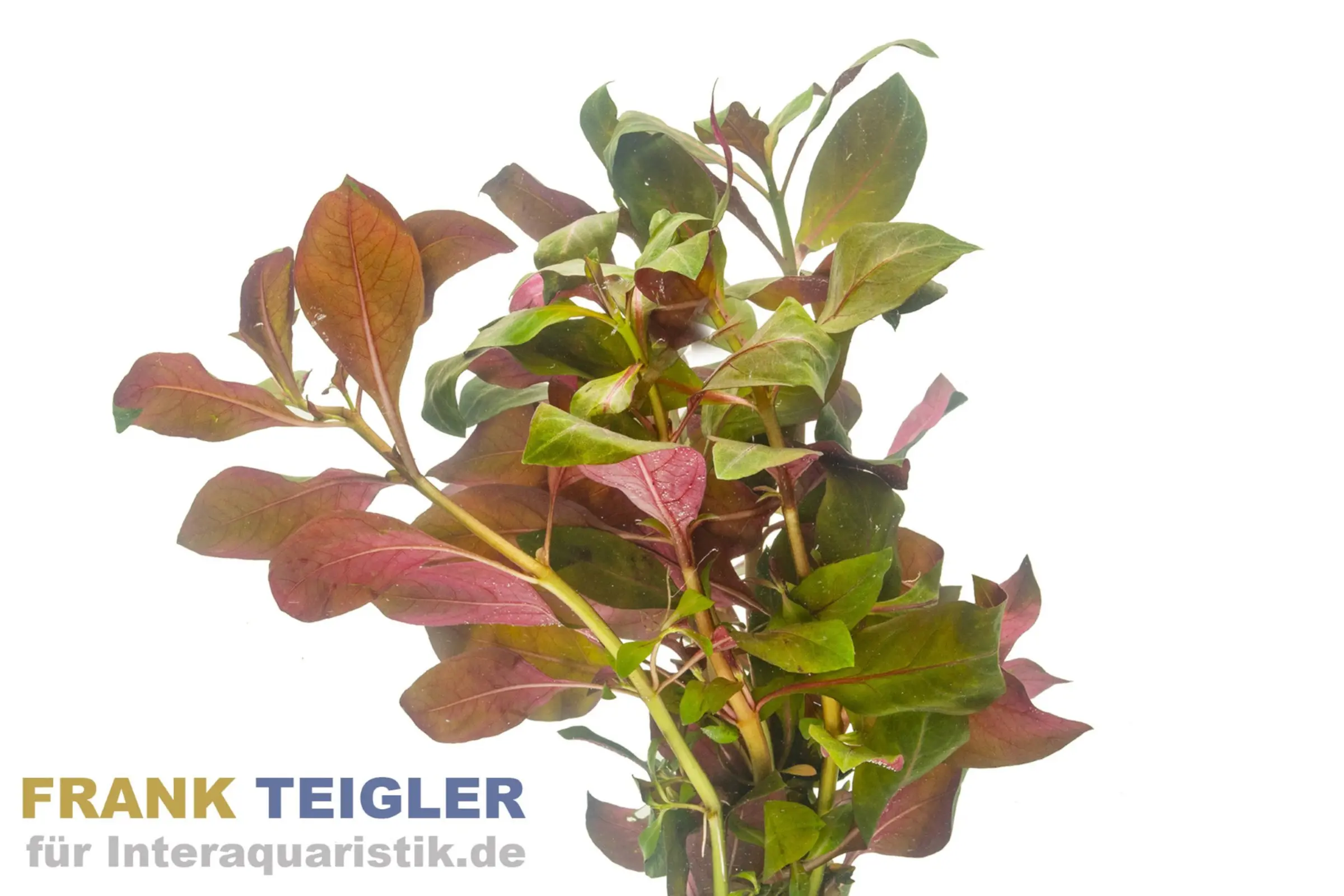 Ludwigie étoilée rouge, Ludwigia glandulosa, botte