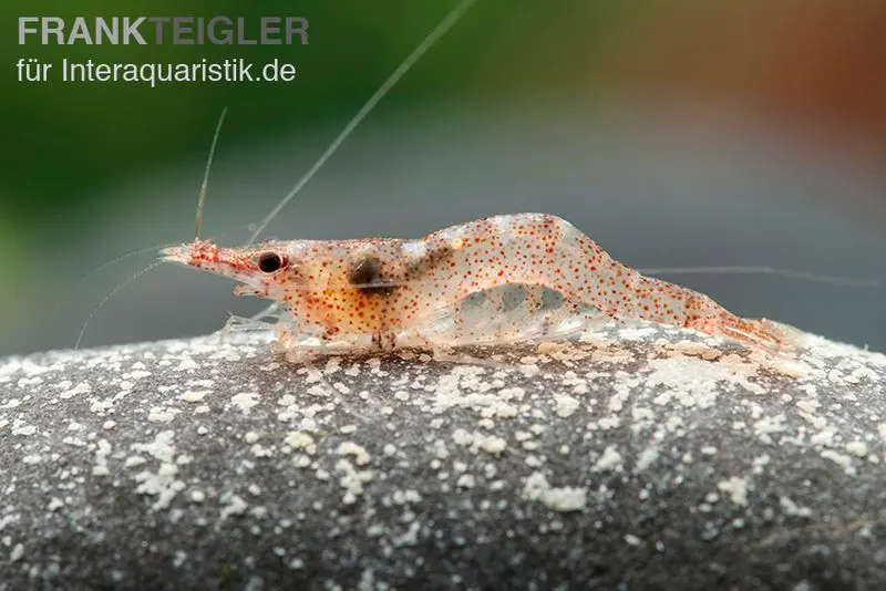 Crevette naine africaine, Caridina gaesumi