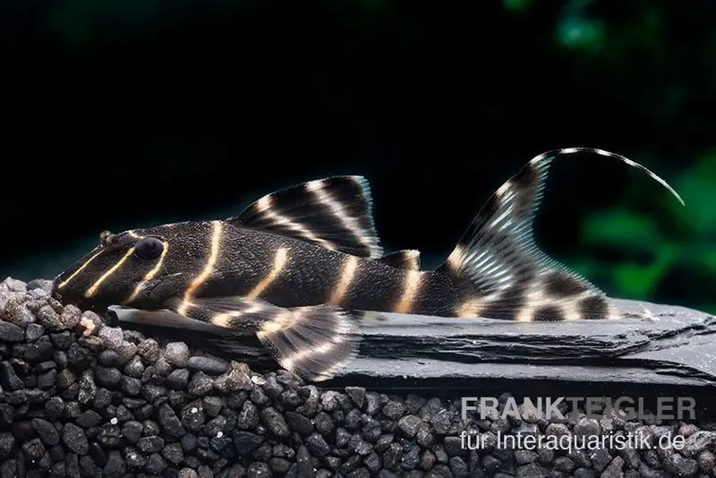 Pléco à chaussettes rayées, L204, Panaqolus albivermis « Flash Pleco » 4-5 cm