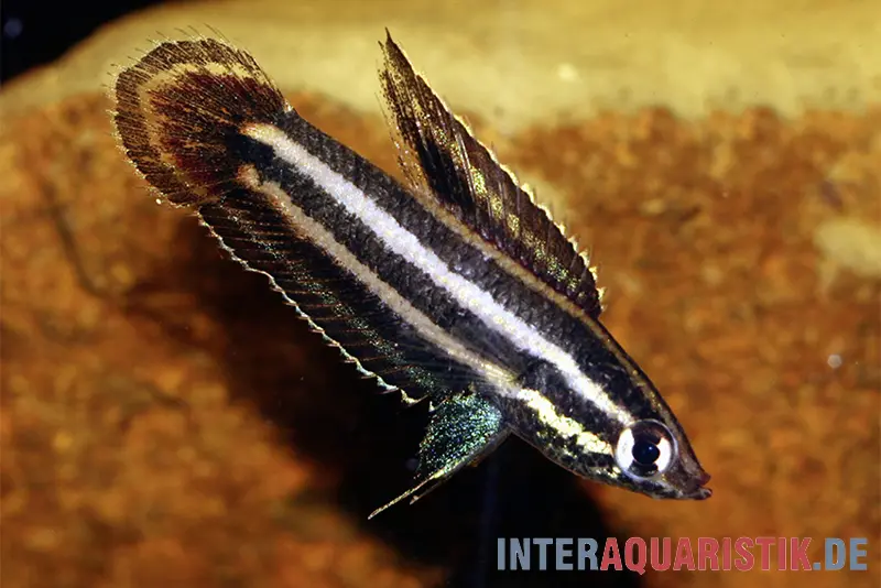 Gourami nain splendide, Parosphromenus gunawani