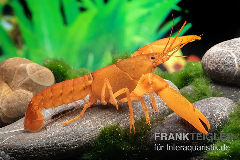 Cherax doré, Cherax cf. snowden