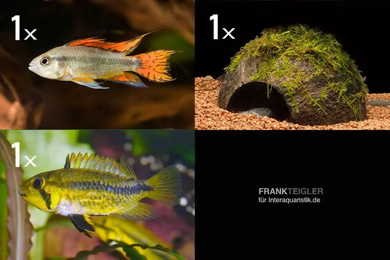 Lot : 2x cichlidé nain, Apistogramma cacad.. + grotte en noix de coco plantée