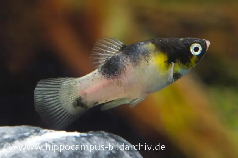 Platy dalmatien, Xiphophorus maculatus