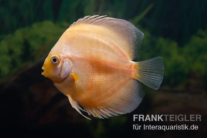 Discus élevage asiatique, Symphysodon discus Golden Panda