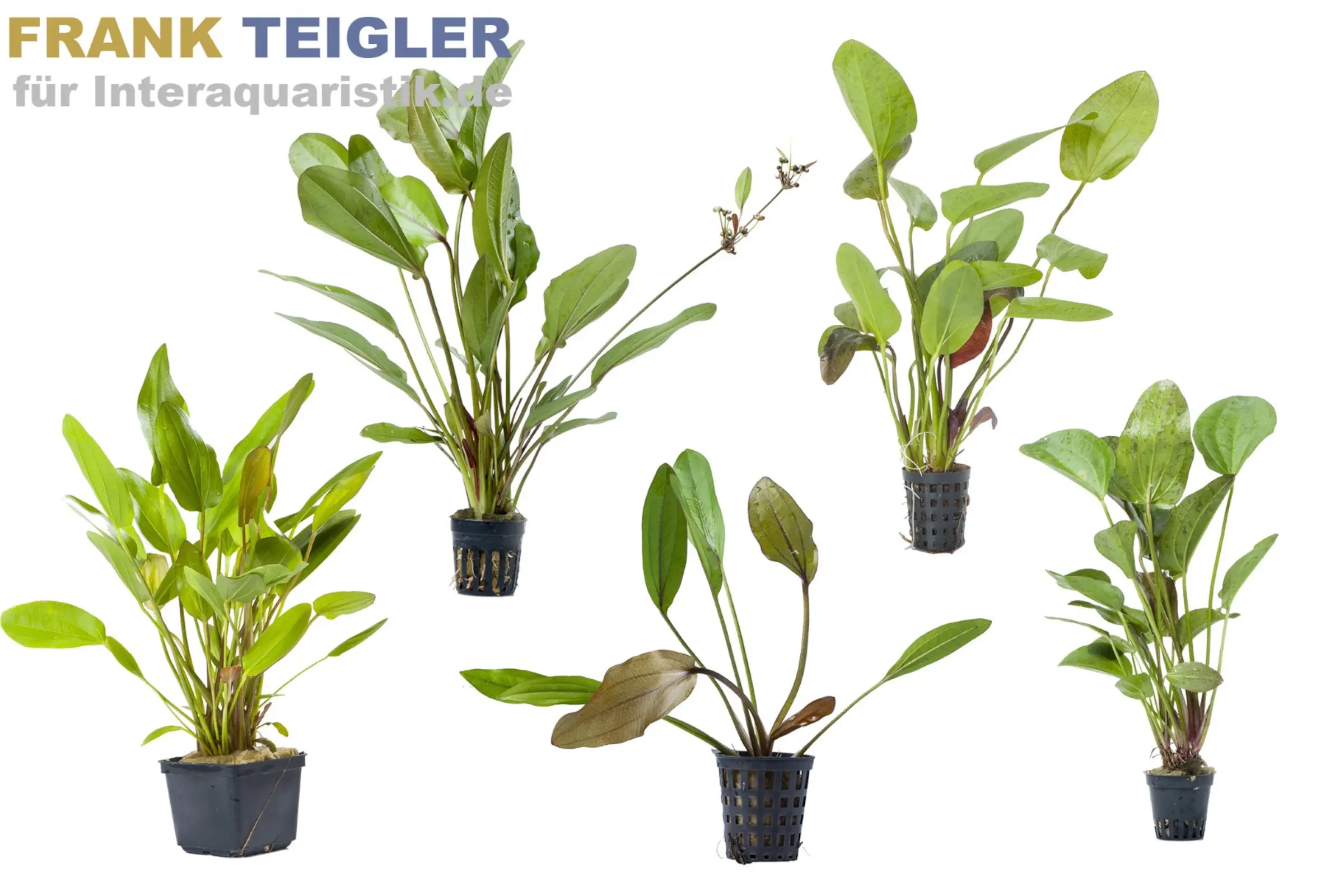 Echinodorus sp. plante XL, mix, en vrac
