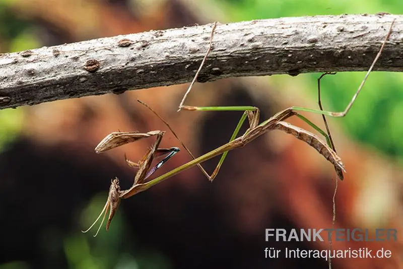 Mante religieuse africaine, Idolomorpha sp. Nigeria