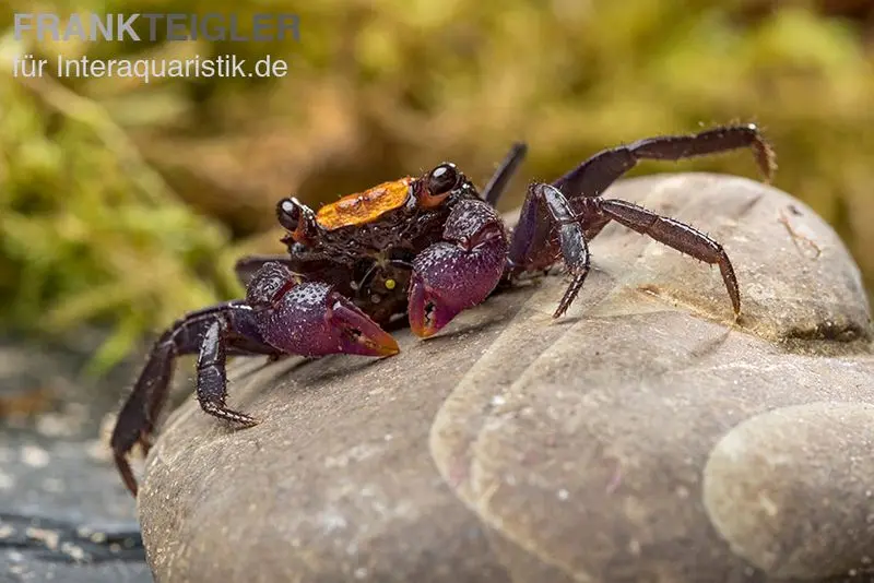 Crabe vampire à pattes noires, Geosesarma sp. « Black leg »