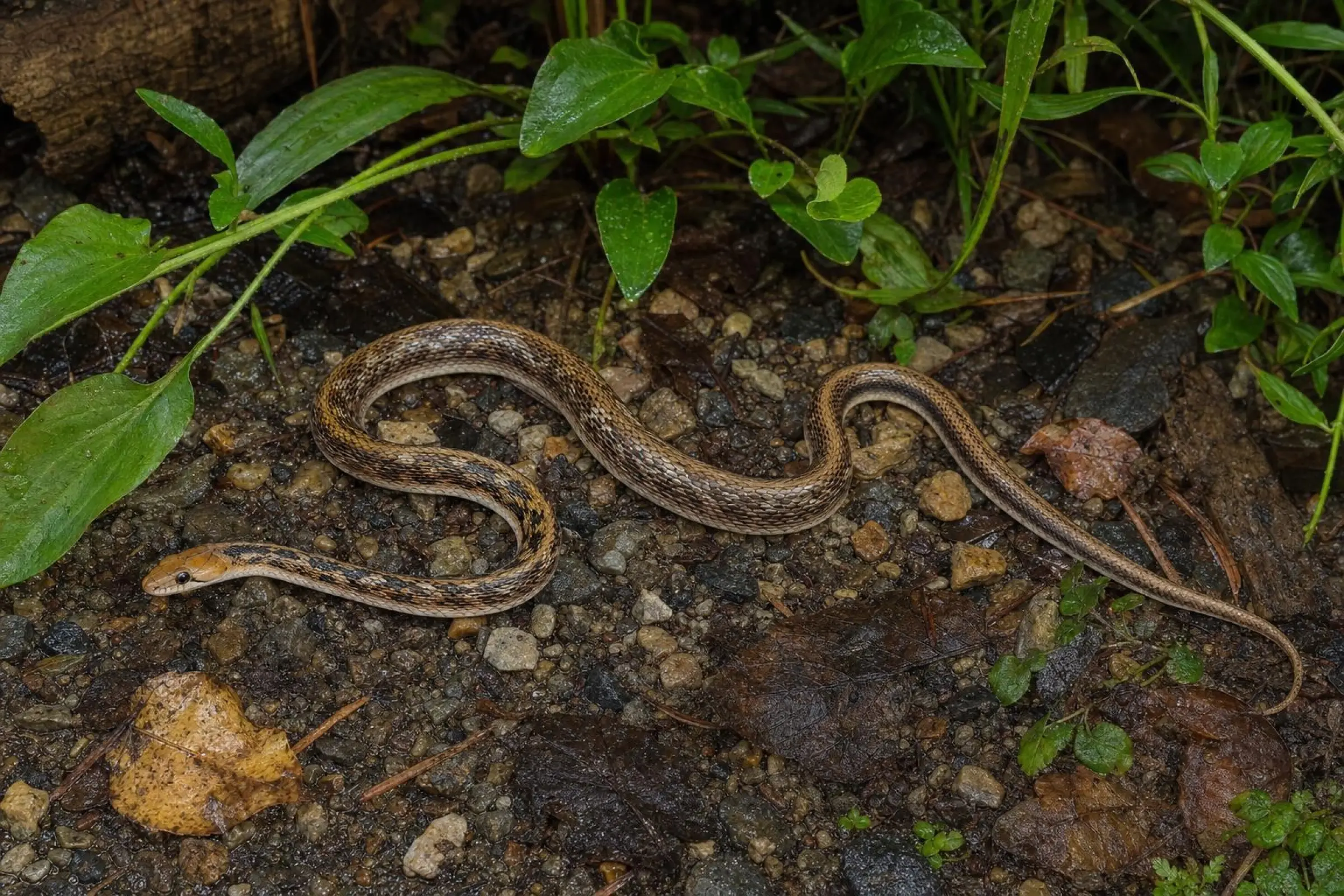 Couleuvre parée indienne, Coelognathus helena