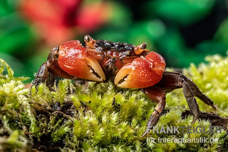 Crabe rouge de mangrove, Pseudosesarma moeshi