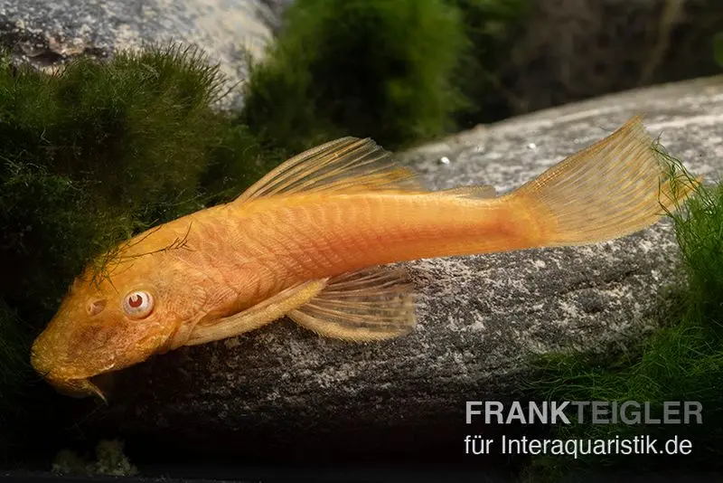 Ancistrus doré, Ancistrus sp. Gold