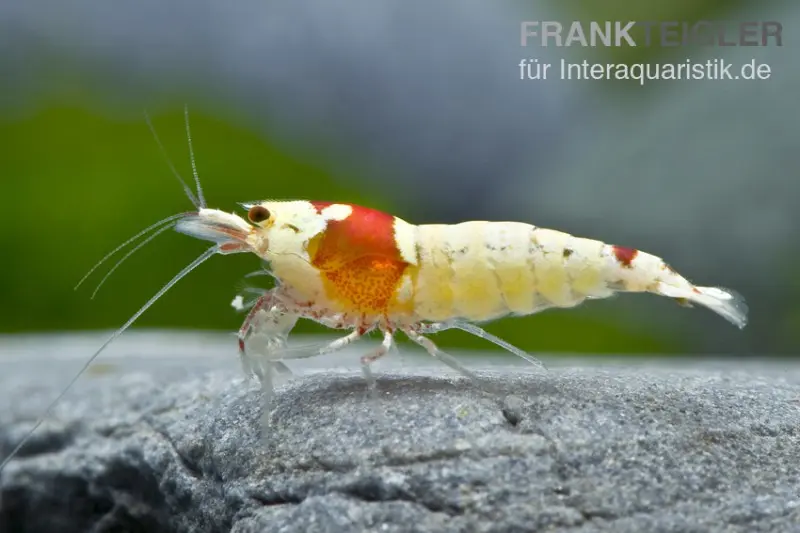 Crevette Red Bee Mosura, Caridina cf. cantonensis