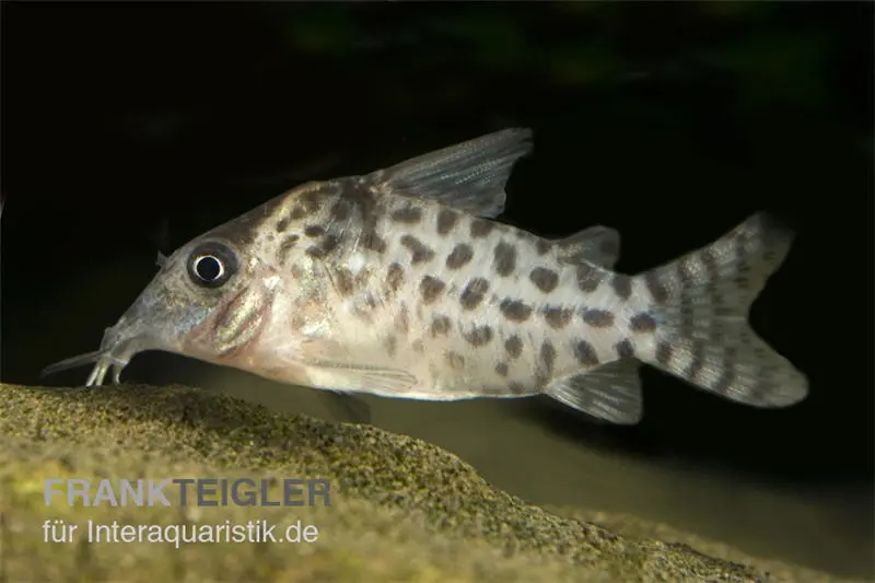 Corydoras ponctué, Corydoras punctatus, 3-4 cm