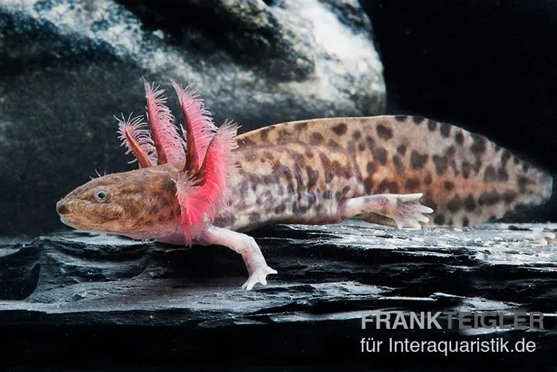 Triton à dents croisées d’Anderson, Ambystoma andersoni