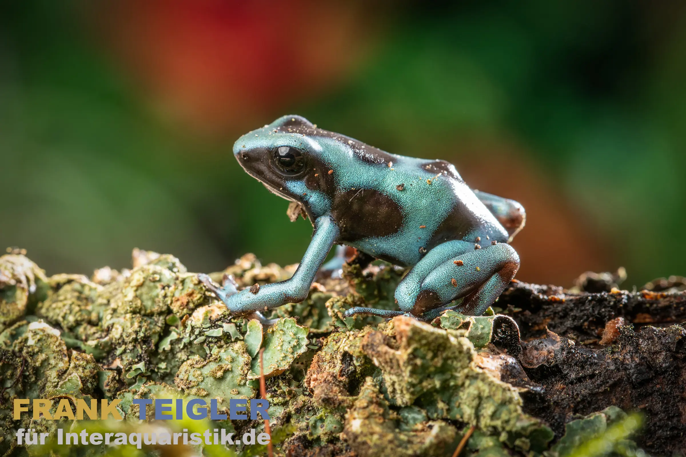 Dendrobate doré Birkhahn Bronze, Dendrobates auratus