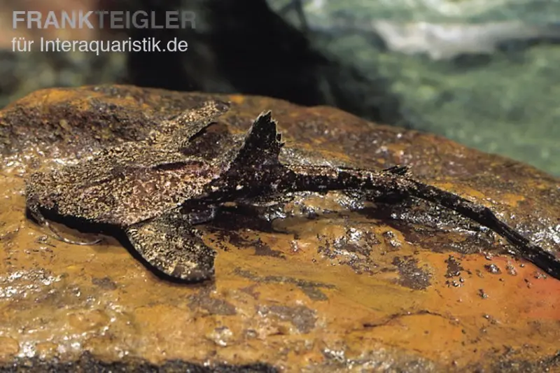 Silure poêlon, Dysichthys coracoideus