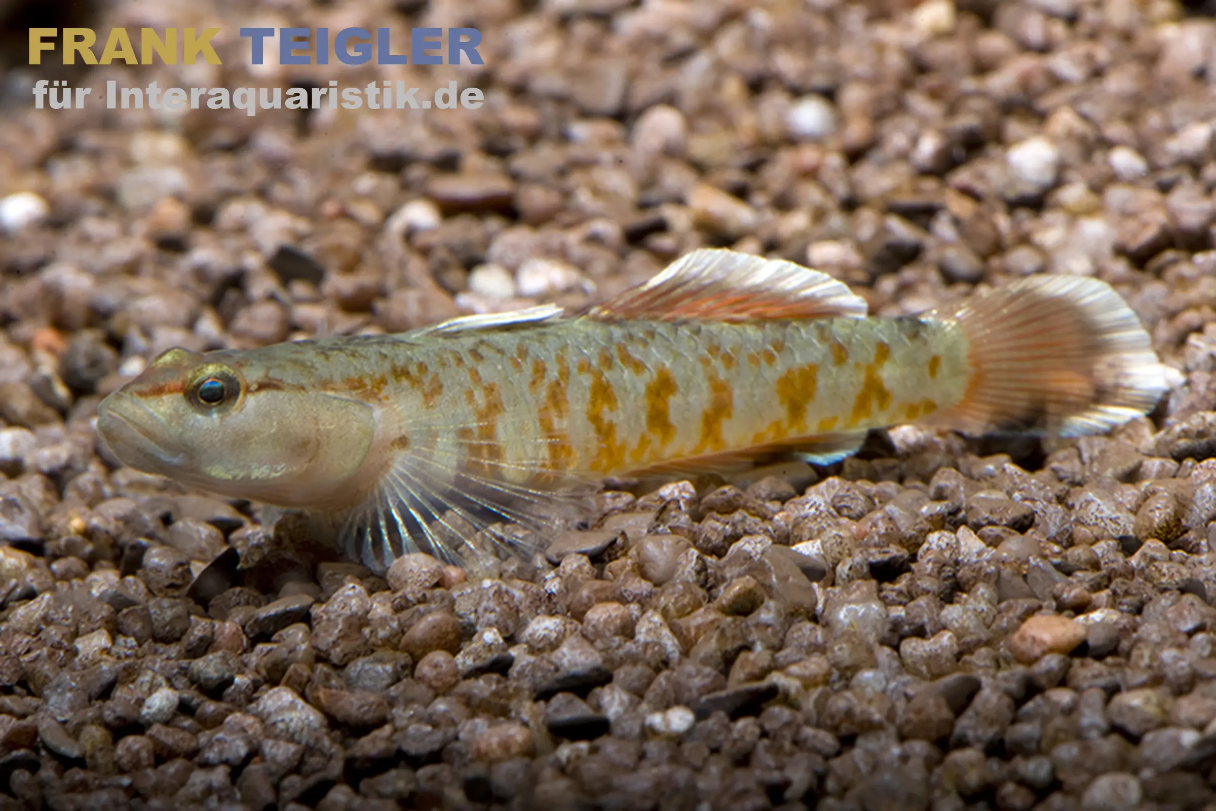 Gobie flamme, Rhinogobius zhoui 