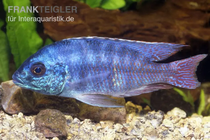 Cichlidé Similis, Protomelas similis, 7-10 cm