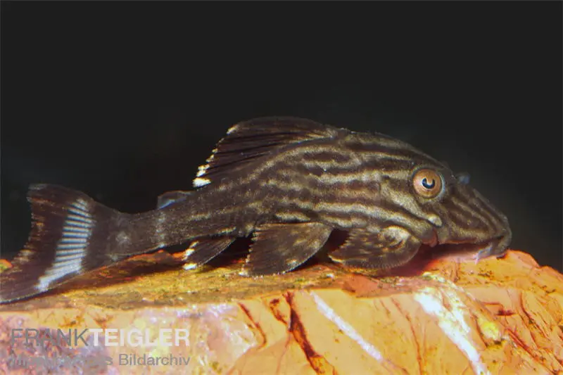 Xingu Pleco, L027, Panaque cf. armbrusteri « Xingu »