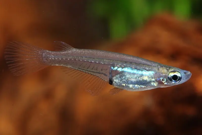 Killi riz, Oryzias minutillus