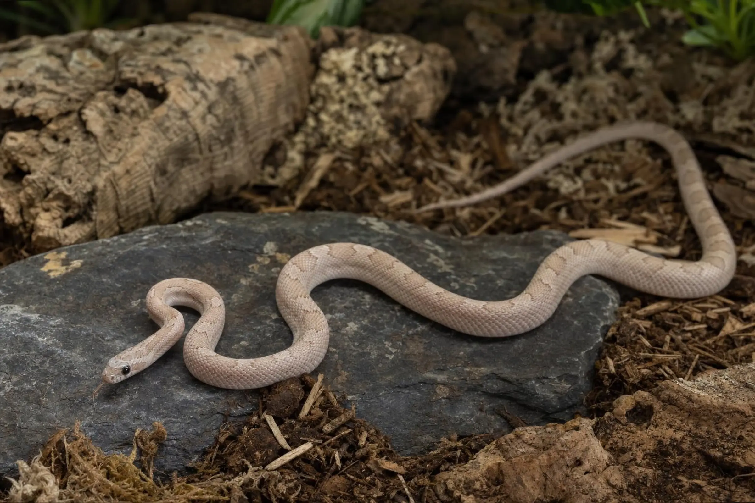 Serpent des blés « Ultramel Pewter » (NZ), Pantherophis guttatus