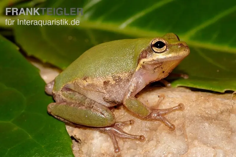 Grenouille écureuil, Hyla squirella