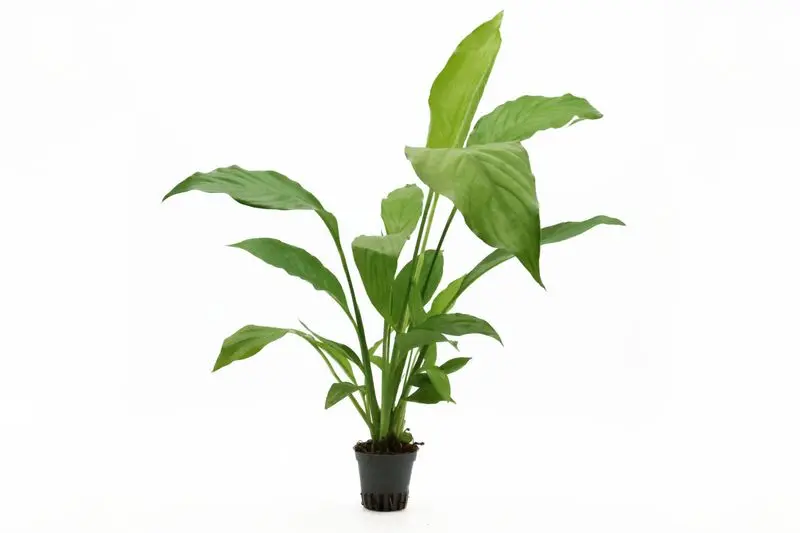 Fleur de lune, Spathiphyllum wallisii (plante de terrarium)