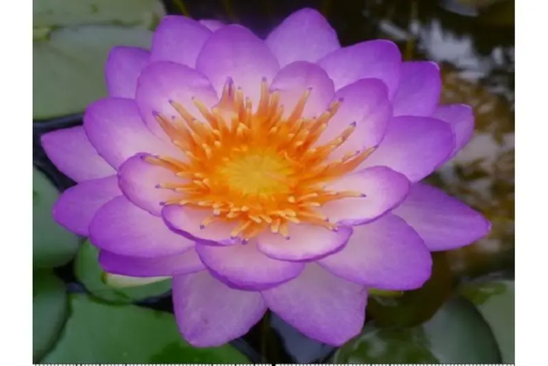 Nénuphar violet, Nymphaea queen of siam