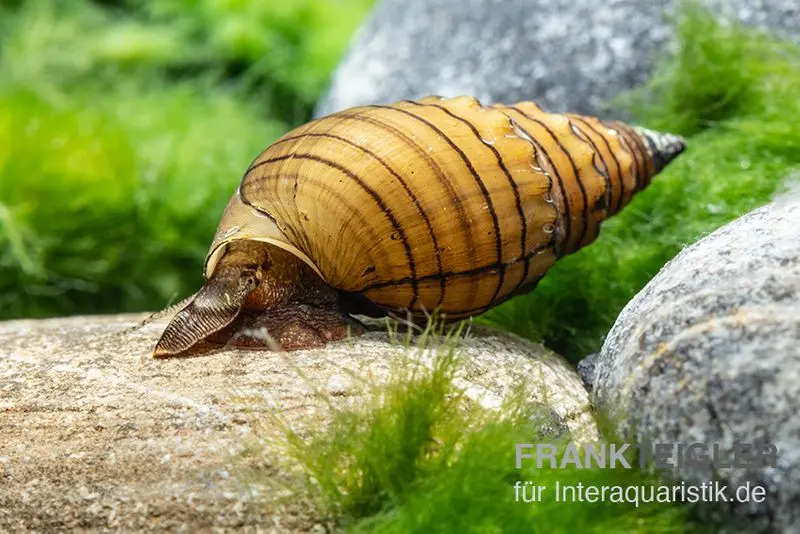 Escargot mélanoïde rougeâtre, Thiara winteri (Prambanan Red)
