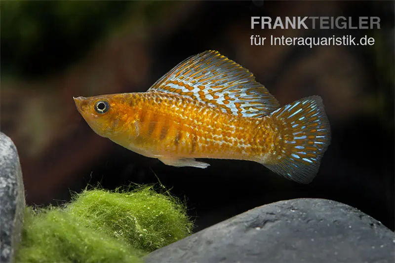 Molly voile cuivré, Poecilia velifera