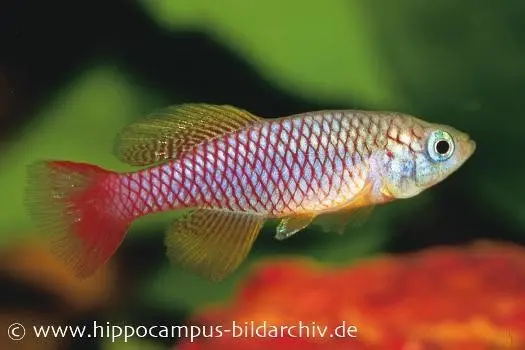 Souche sur tourbe de killies Nothobranchius patrizii, 30 œufs