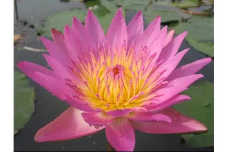 Nénuphar rose, Nymphaea tropical pink