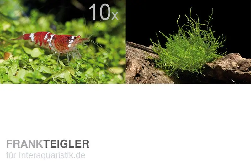 Bundle troupe de scapers : 10 x crevette Crystal Red + racine de mangrove avec mousse