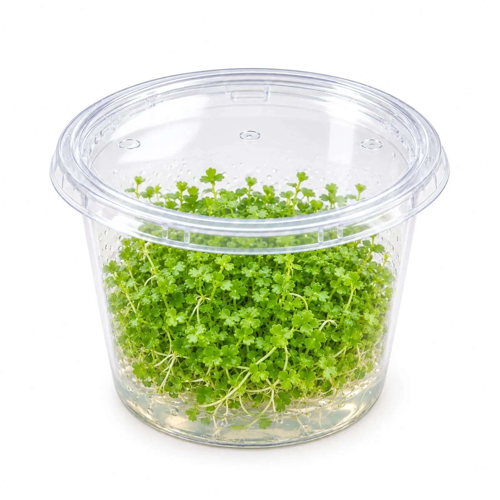 Mini hydrocotyle, Hydrocotyle tripartita « Mini », in vitro