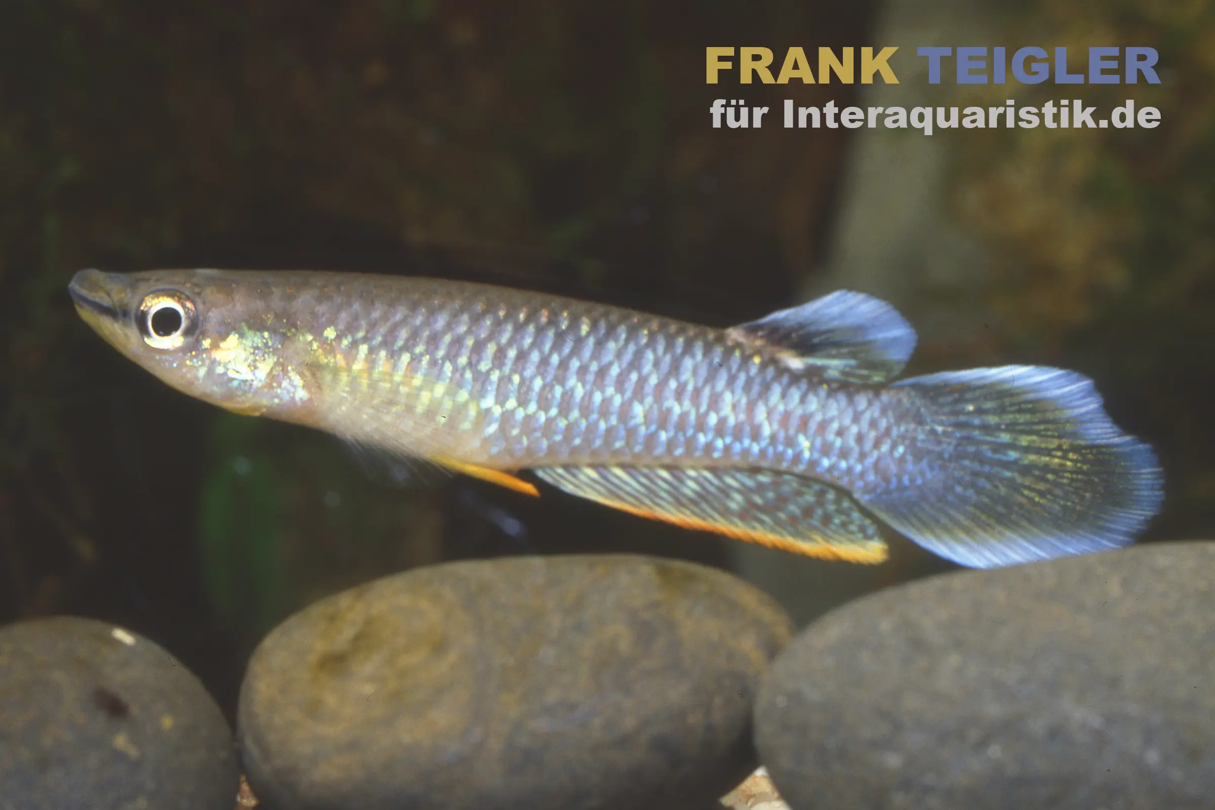Killi indien, Aplocheilus panchax