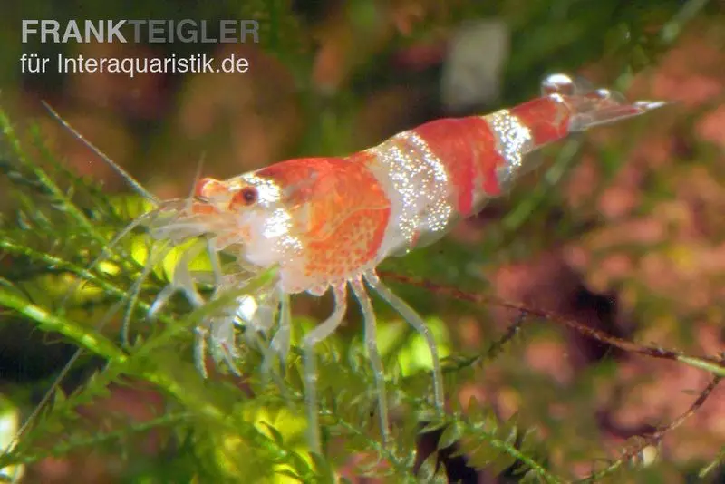 Lot : 10x crevette Crystal Red, Caridina logemanni + mousse