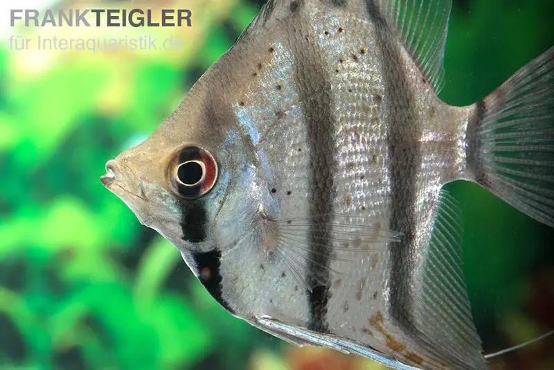 Scalaire Dantum, Pterophyllum altum x scalare, 3-4 cm DNZ