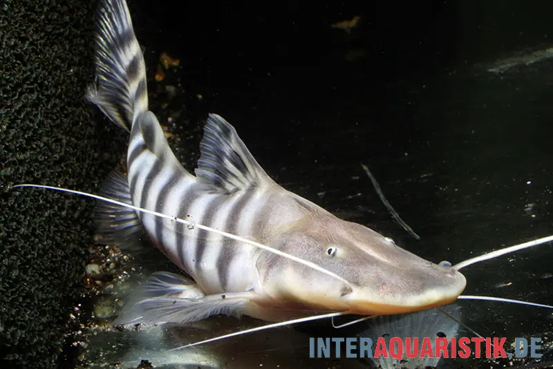 Silure tigre, Merodontotus tigrinus