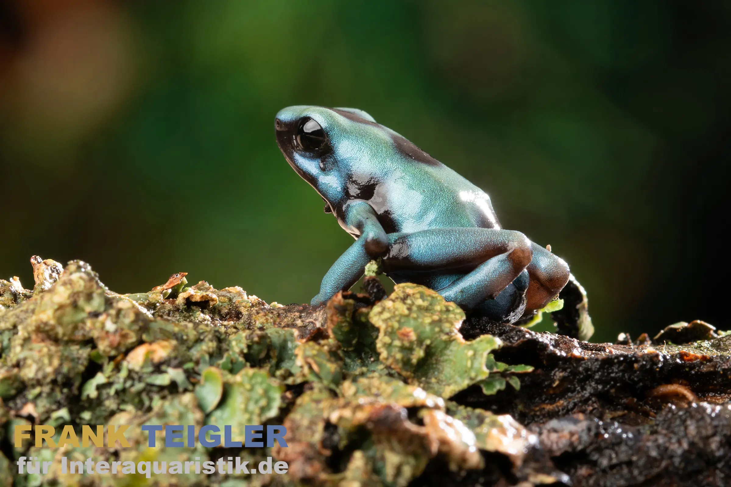 Dendrobate doré d’El Copé, Dendrobates auratus El Copé