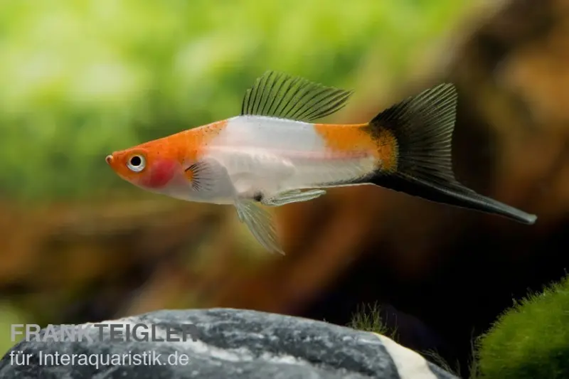 Porte-épée Koi rouge-blanc-noir (tricolore), Xiphophorus helleri