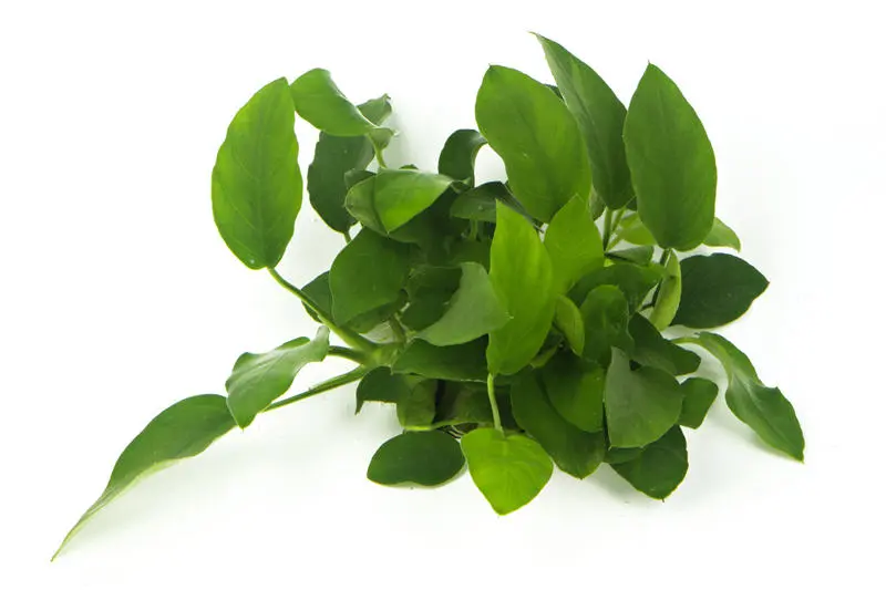 Petite anubias, Anubias nana, pot XL, plante mère