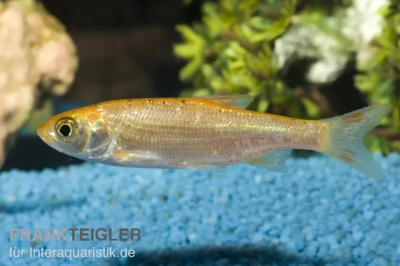 Orfe dorée, Leuciscus idus (eau froide), 7-10 cm