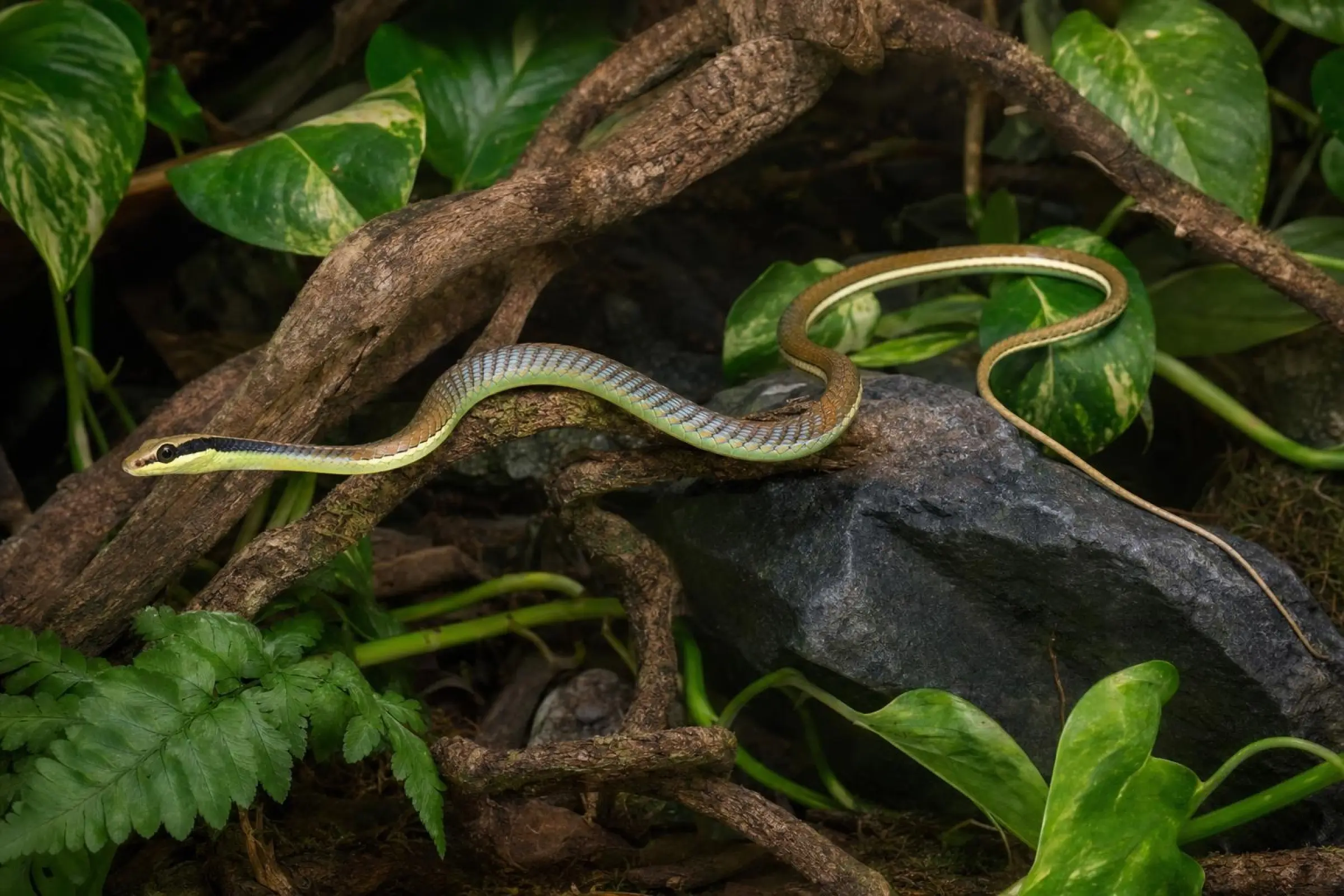 Couleuvre bronzée commune, Dendrelaphis pictus